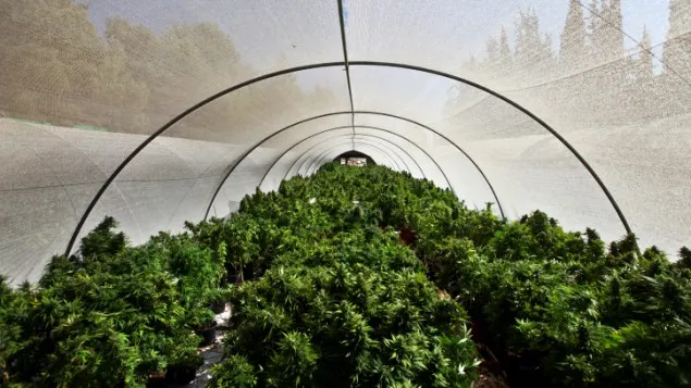 polytunnel